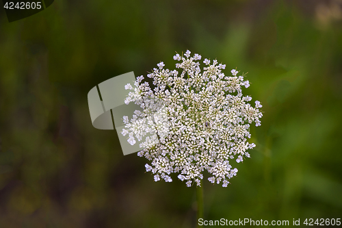 Image of Wild Carrot (Daucus carota)