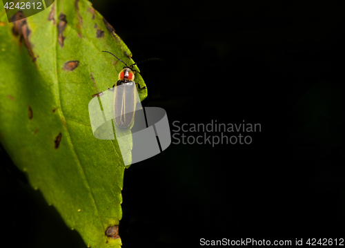 Image of Firefly