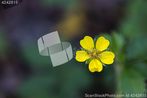 Image of Sulfur Cinquefoil (Potentilla recta)