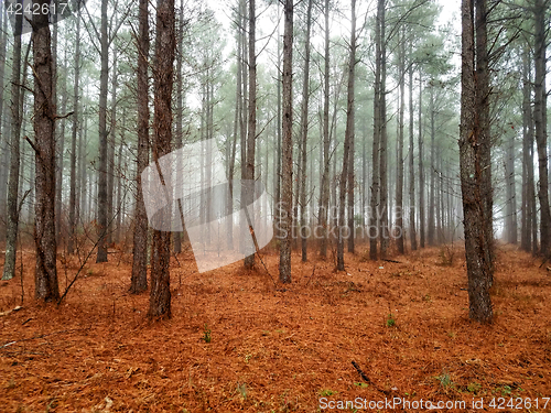 Image of Misty trees