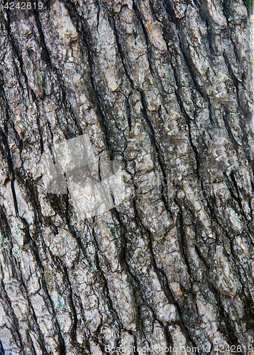 Image of Tree bark