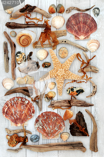 Image of Seashell and Driftwood Abstract Art