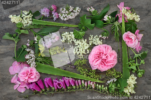 Image of Meidicnal Herbs and Flowers