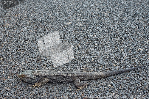 Image of bearded dragon on road