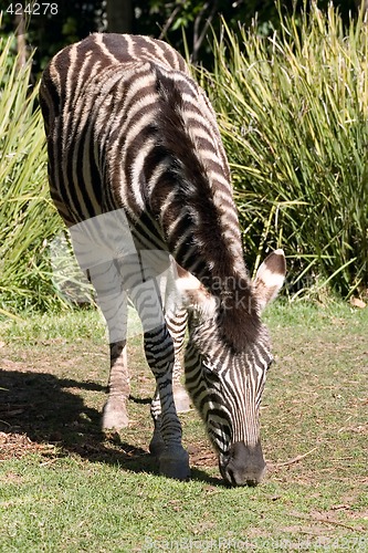 Image of zebra eating grass