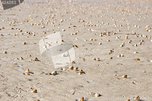 Image of cockle shells