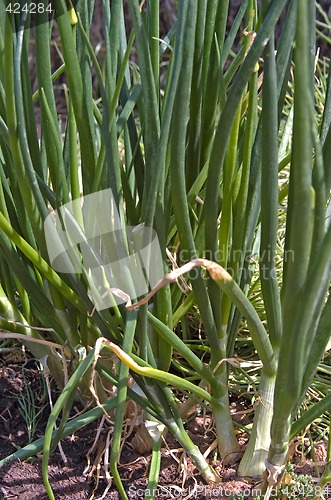 Image of onions growing