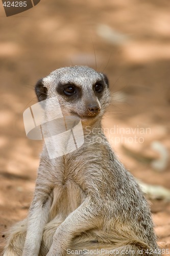 Image of meerkat sitting