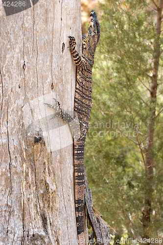 Image of goanna up a tree