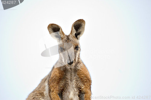 Image of yellow footed rock wallaby