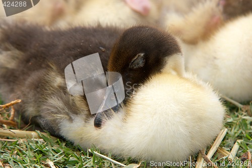 Image of sleeping duckling