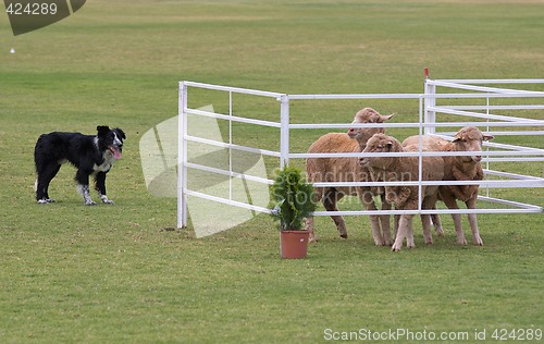 Image of working dog