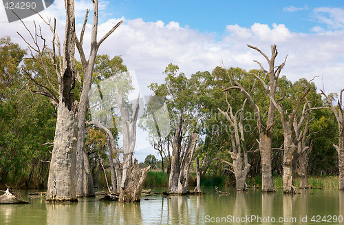 Image of dead river trees