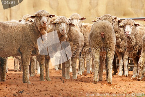Image of sheep in a row