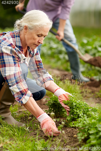 Image of senior couple working in garden or at summer farm