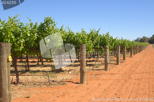 Image of grape vines