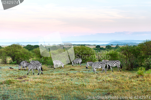 Image of herd of zebras grazing in savannah at africa