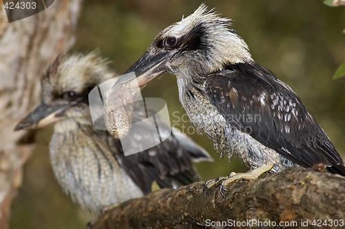 Image of pair of kookaburras