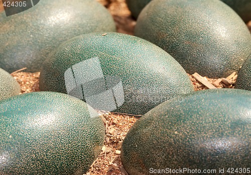 Image of emu eggs