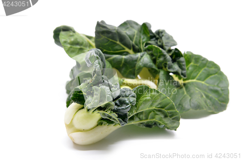 Image of Milk cabbage bok choy