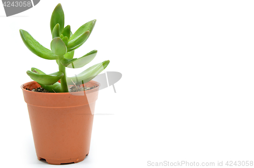 Image of Sedum succulent plant with green fleshy leaves