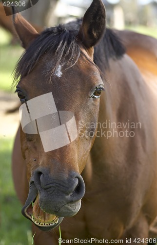 Image of talking horse