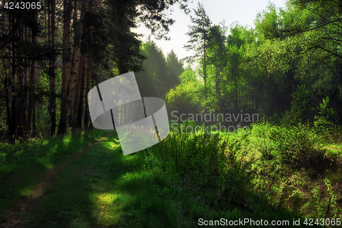 Image of Path In The Summer Forest