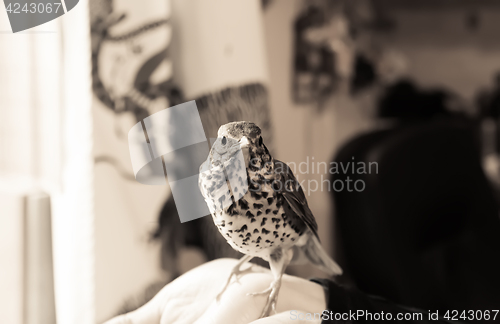 Image of Bird Sitting On A Human Hand