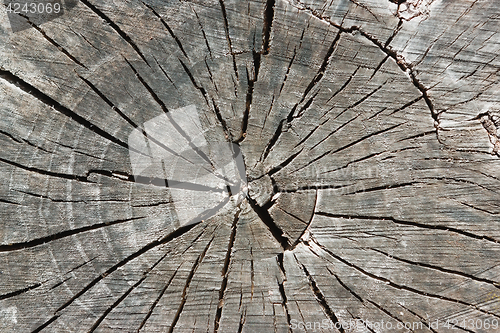 Image of Old Weathered Tree Trunk Texture