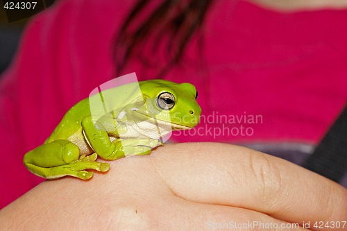 Image of green tree frog