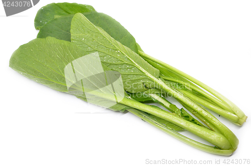 Image of Choy sum vegetable