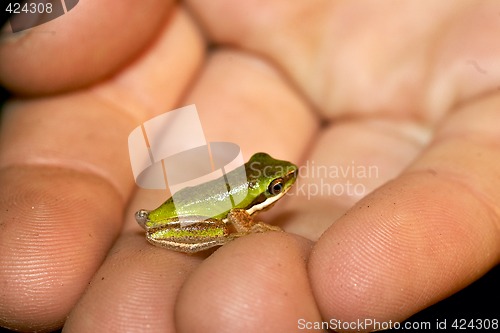 Image of dwarf green tree frog