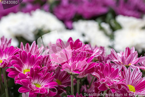 Image of Chrysanthemum flower in the garden