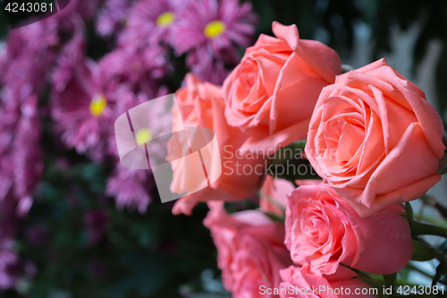 Image of pink roses close up. Background.
