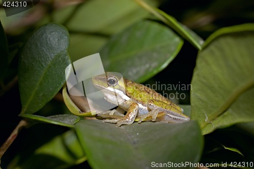 Image of litoria fallax