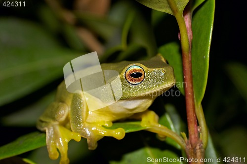 Image of litoria caerulea