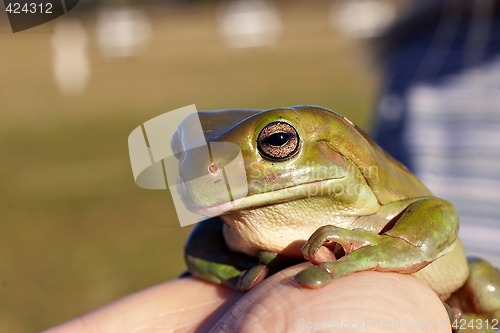Image of big old frog