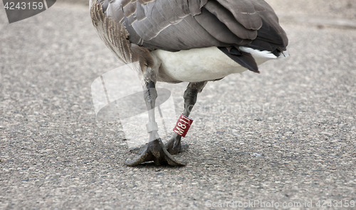 Image of Goose Leg Banded