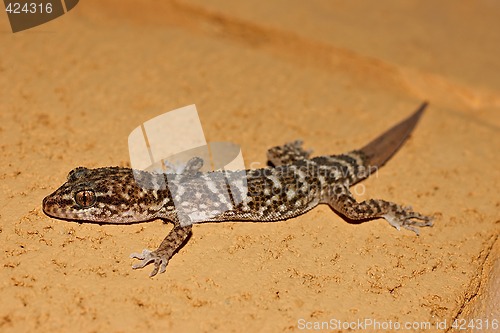 Image of gecko on stone