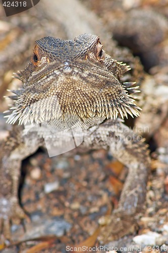 Image of lizard looking into camera