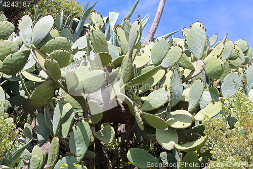 Image of Cactuses