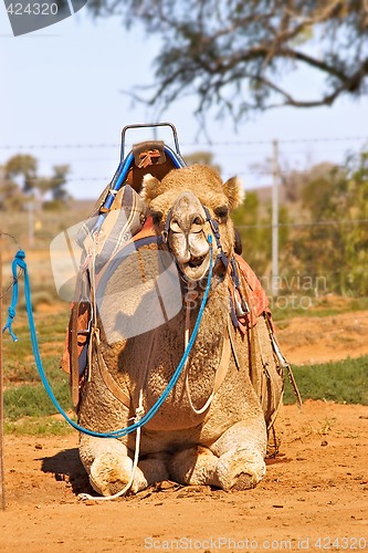 Image of camel sitting with saddle