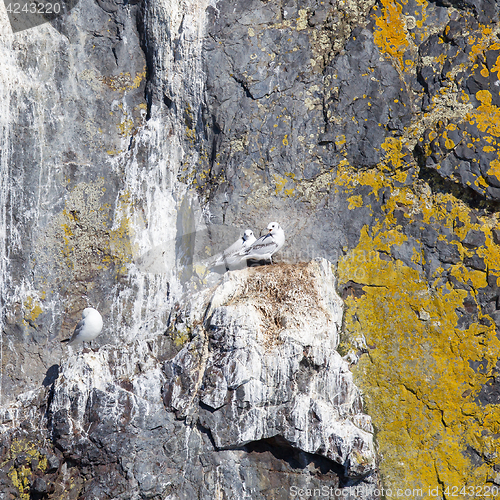 Image of Black-legged kittiwake