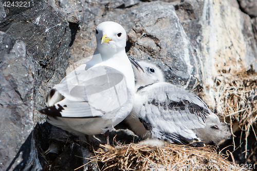 Image of Black-legged kittiwake