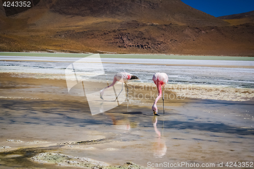 Image of Flamingoes in water