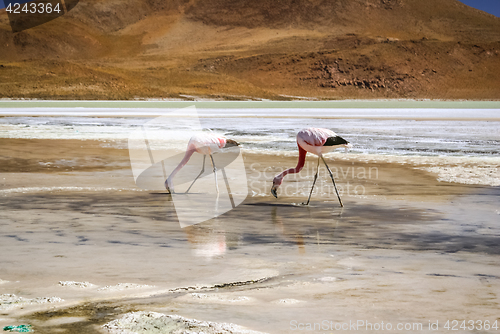 Image of Feeding flamingoes in water