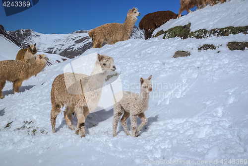 Image of Old and young llama