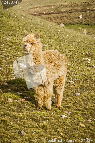 Image of Young fluffy llama