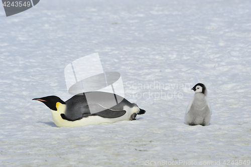 Image of Emperor Penguins with chick