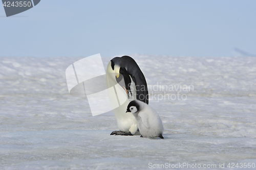 Image of Emperor Penguins with chick